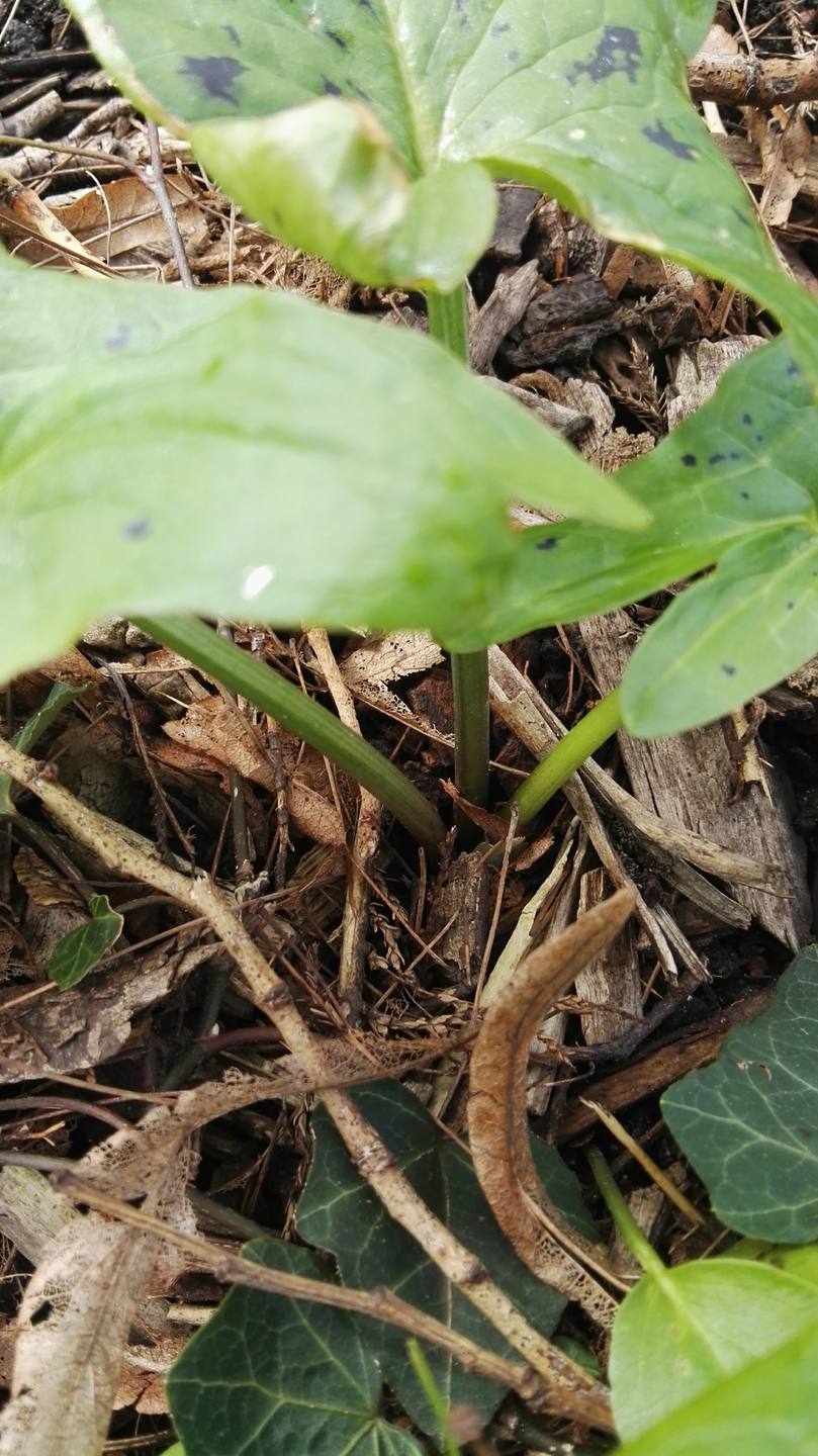 Arum tacheté (Arum maculatum L.)