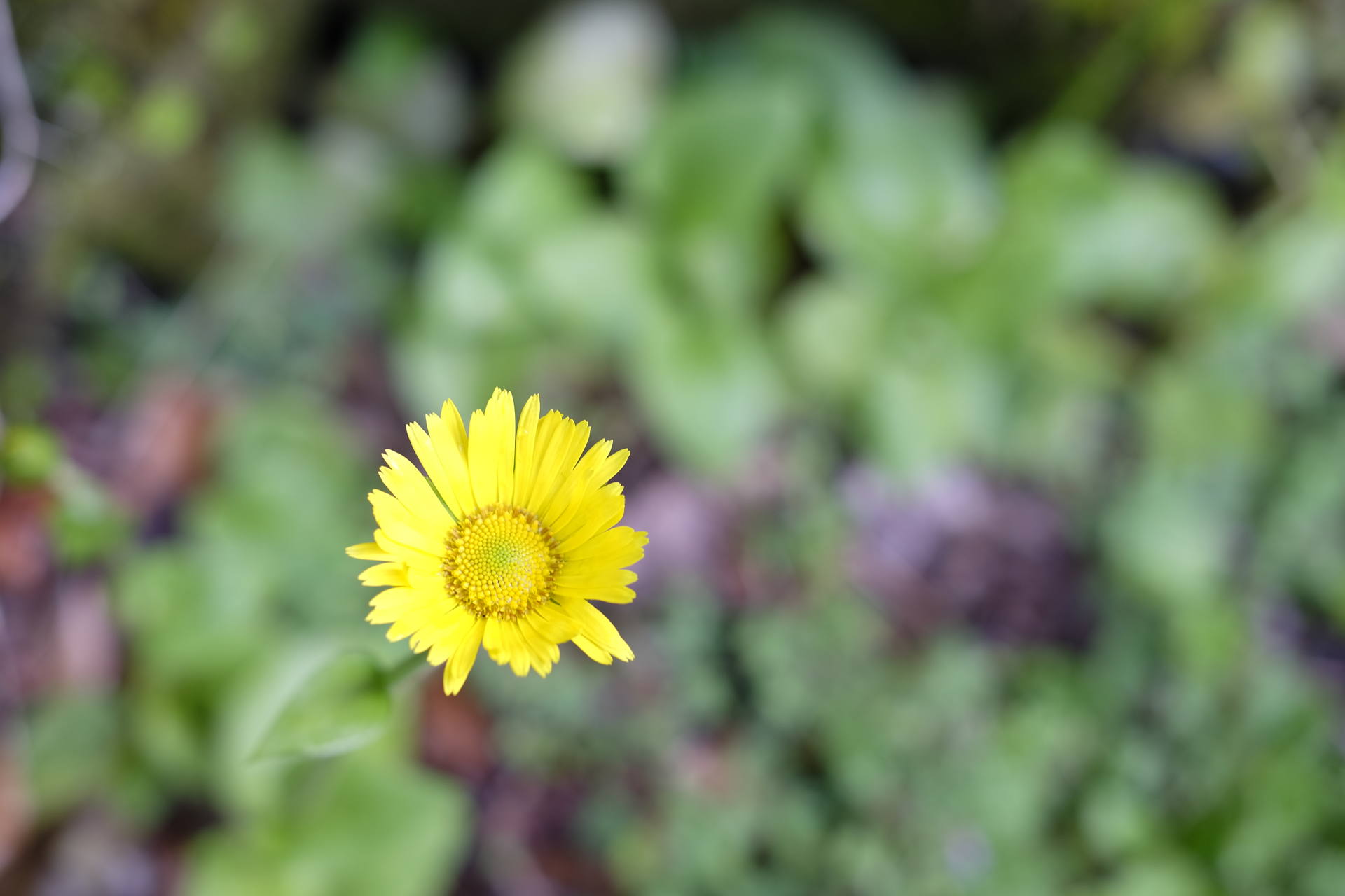 partie florale de la Doronique (supposé). Jaune brillant, ressemble à une marguerite.