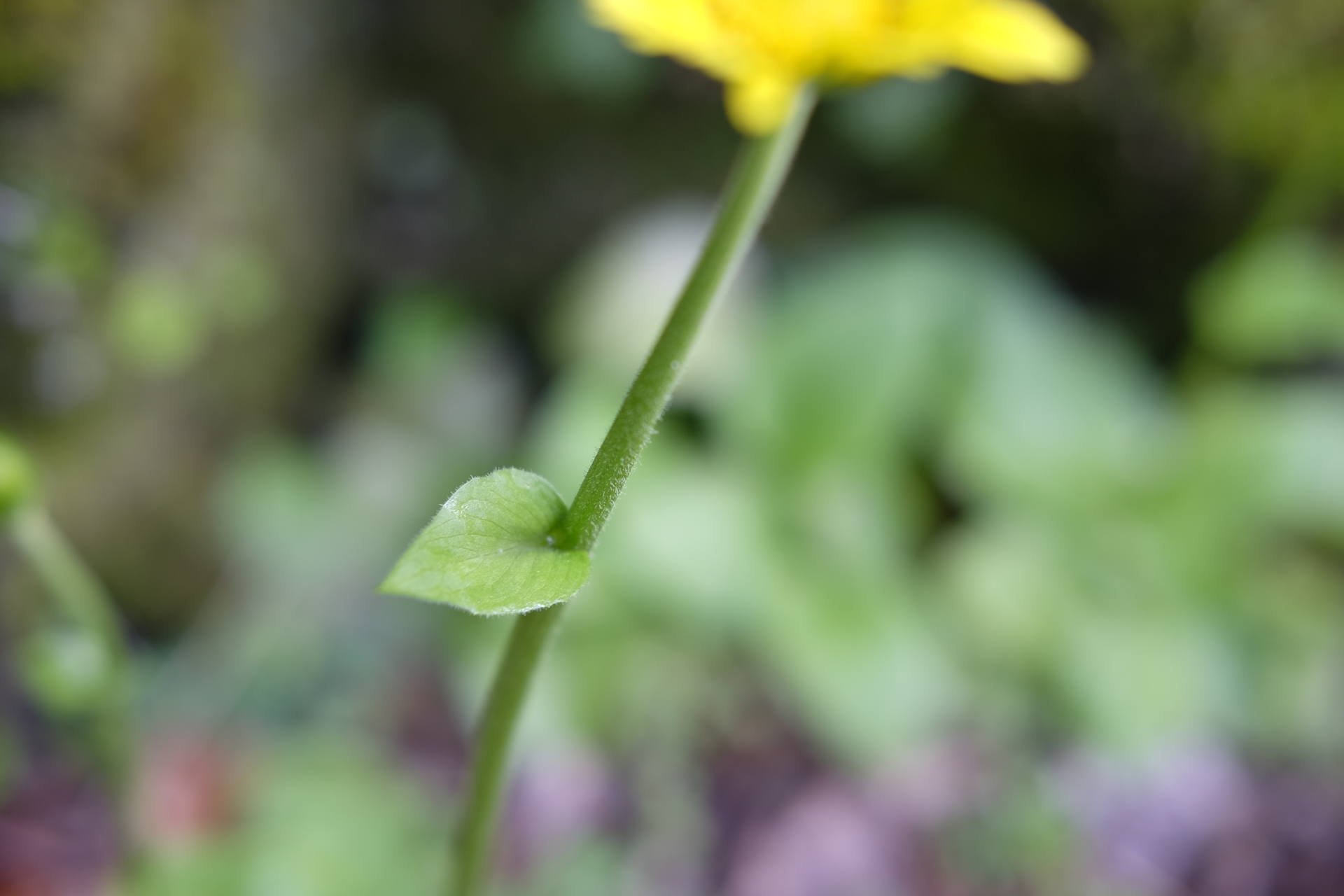 Tige et feuille de la Doronique (supposé). Tige charnue et légèrement poilue. Petite feuille.