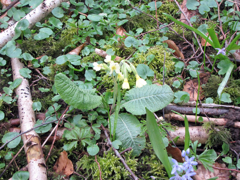 Primevère officinale