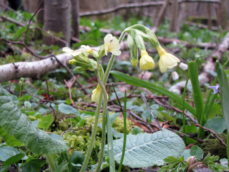 Primevère officinale