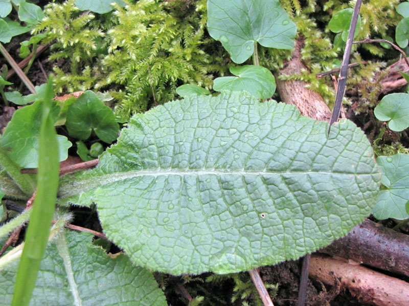 Primevère officinale