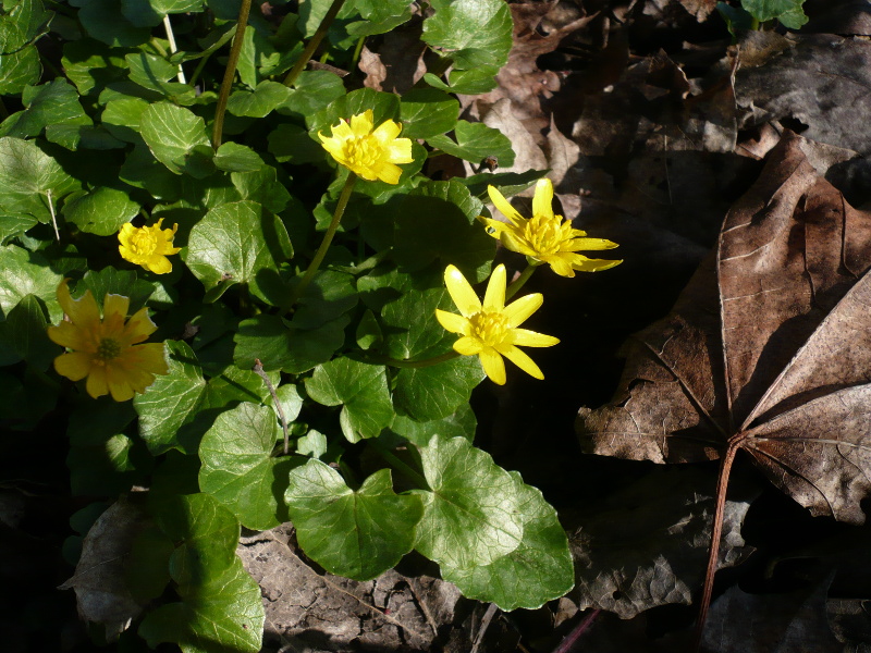 Ficaires - vue d'ensemble