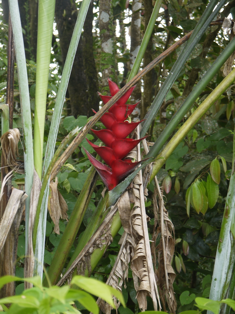 Balisier: Vue d'ensemble