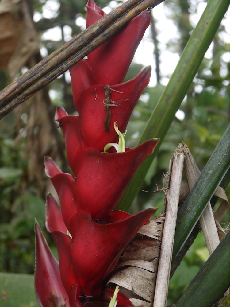 Inflorescence balisier