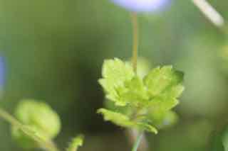 veronica persica por. vue d'ensemble