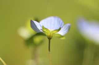 veronica persica por. vue d'ensemble