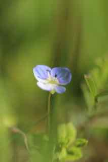 veronica persica por. vue d'ensemble