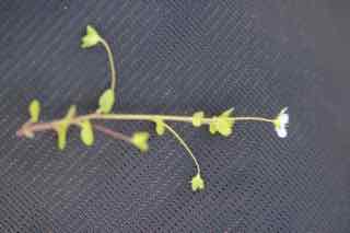 veronica persica por. vue d'ensemble