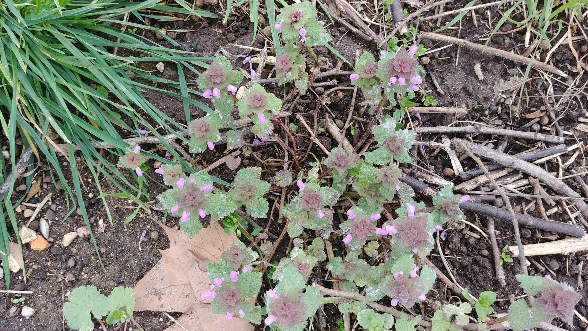 Lamium purpureum 2