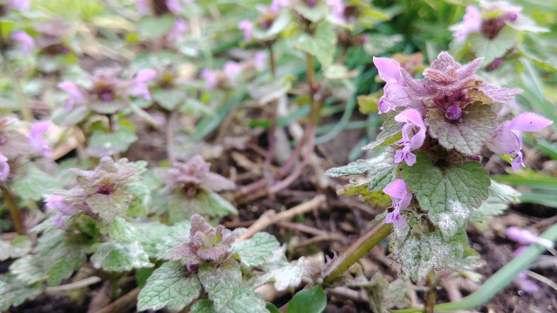 Lamium purpureum 3