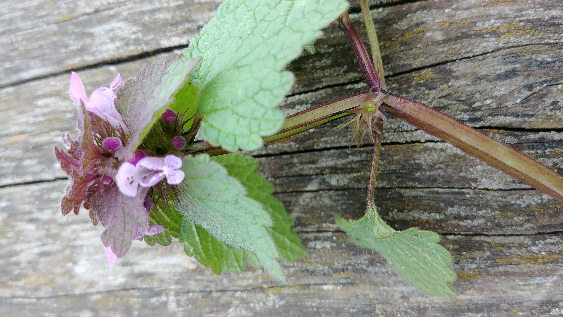 Lamium purpureum 5
