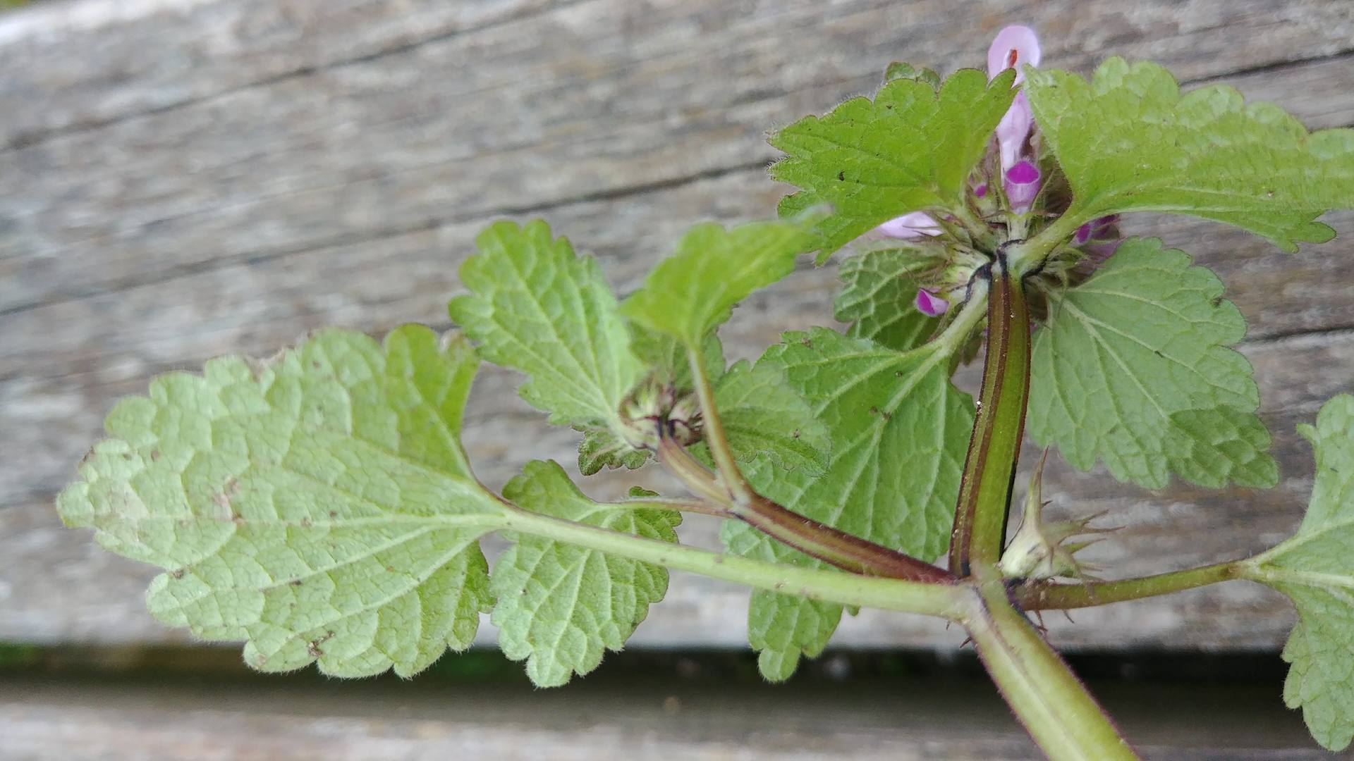Lamium purpureum 6