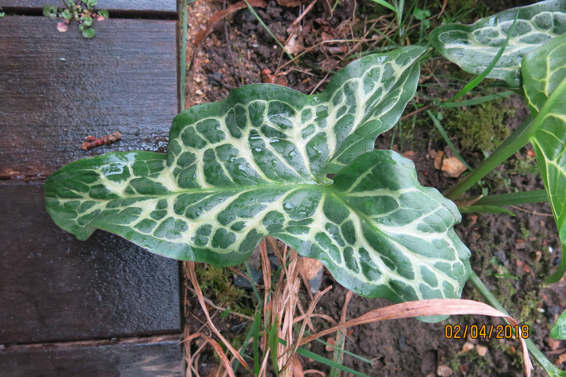Zoom sur une feuille d'arum d'Italie