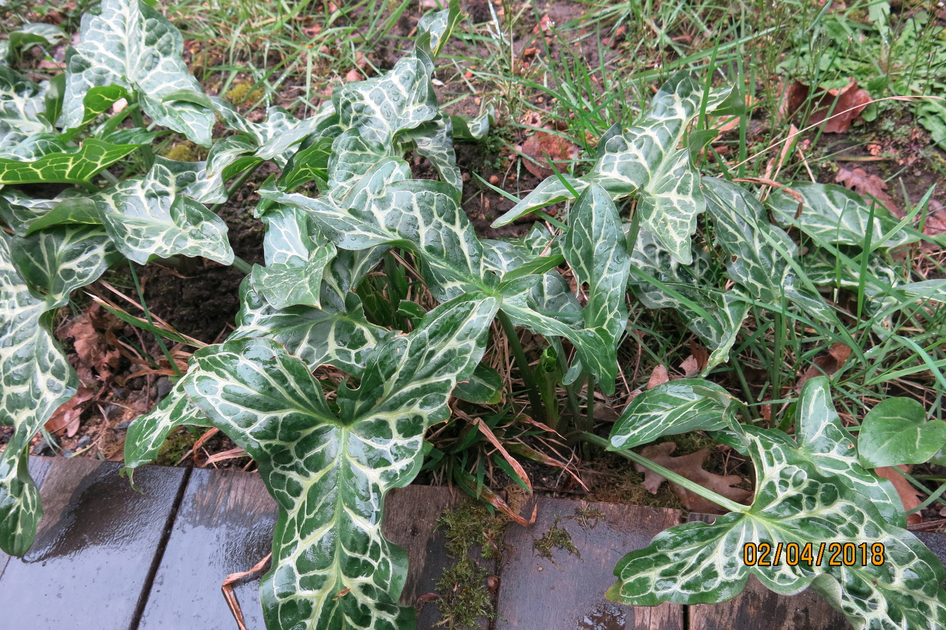 feuilles d'arum dItalie