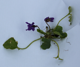 vue globale avec papier blanc