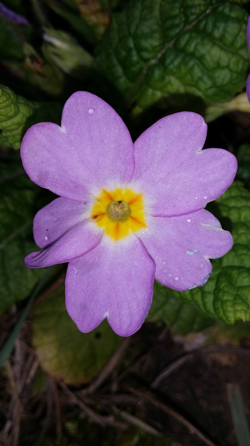 Primevère sauvage coulée verte Chatenay