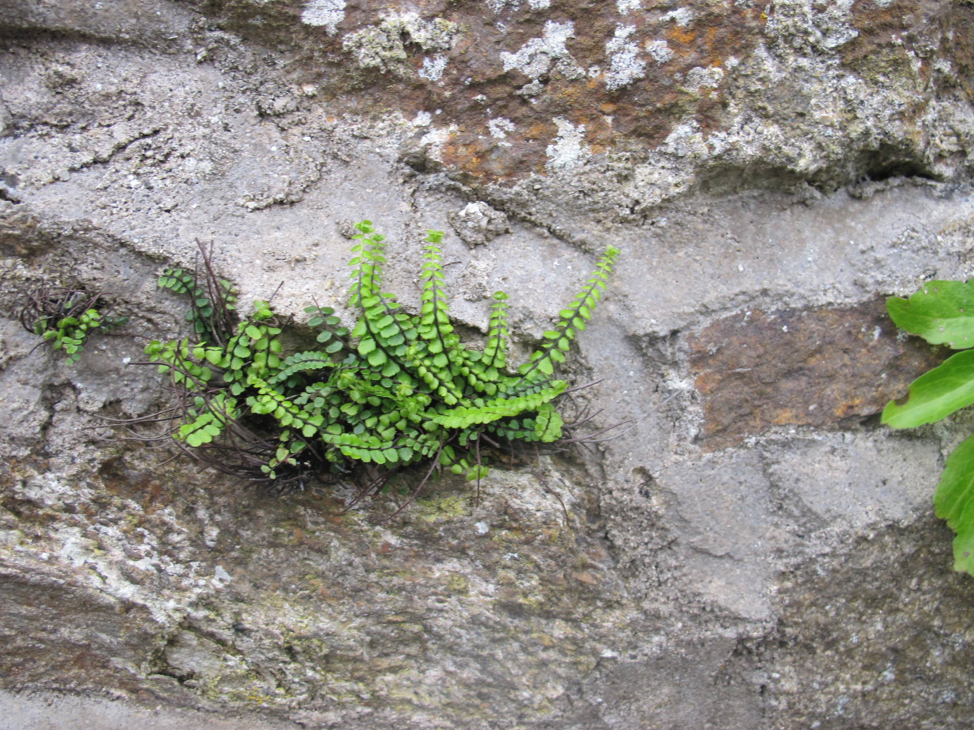 vue générale de la capillaire des murailles