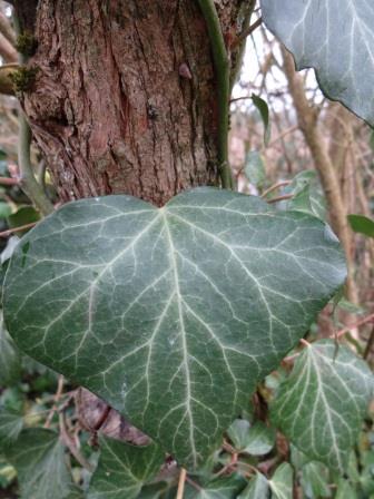 feuille de lierre