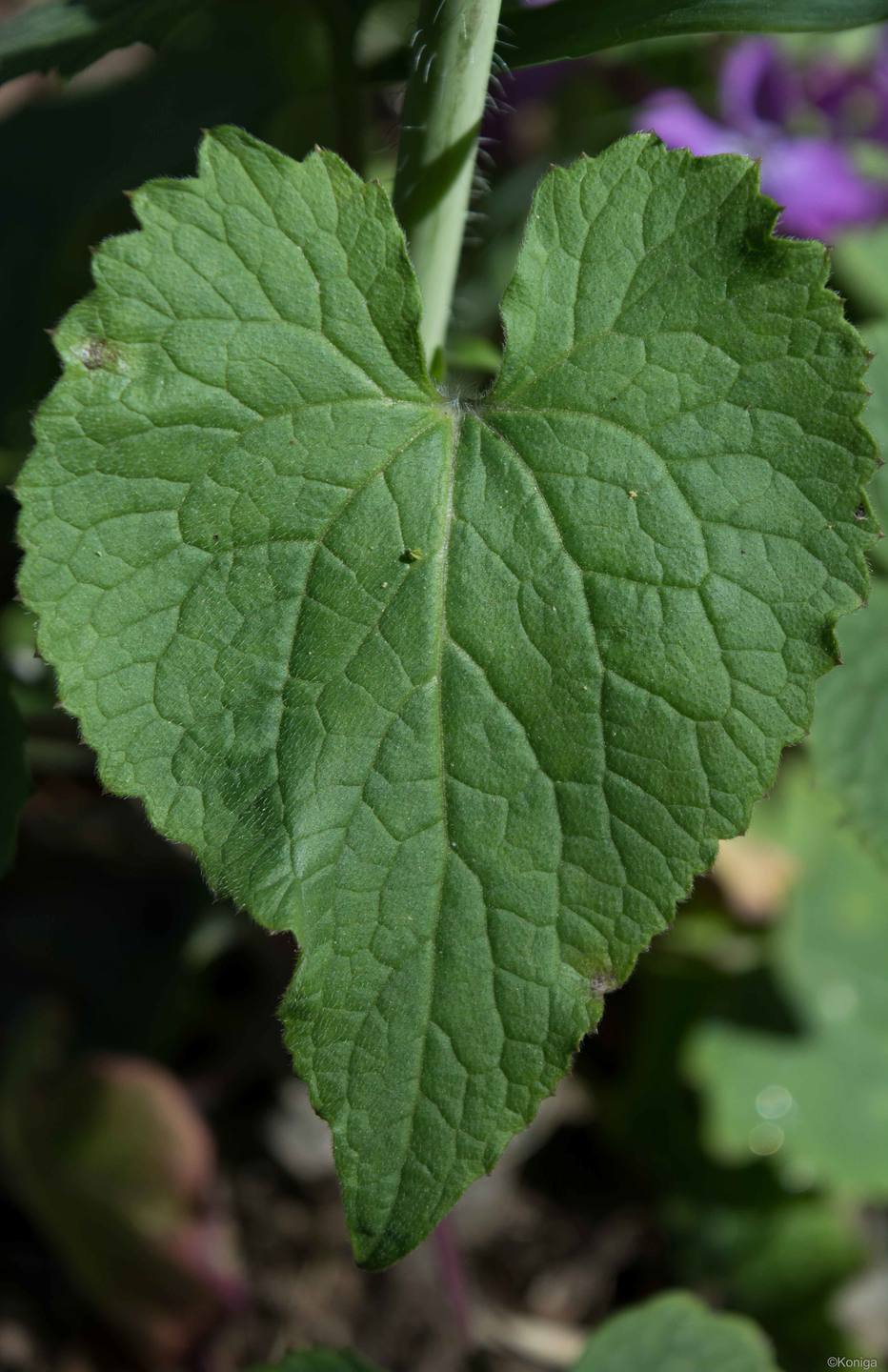 Feuille monnaie pape