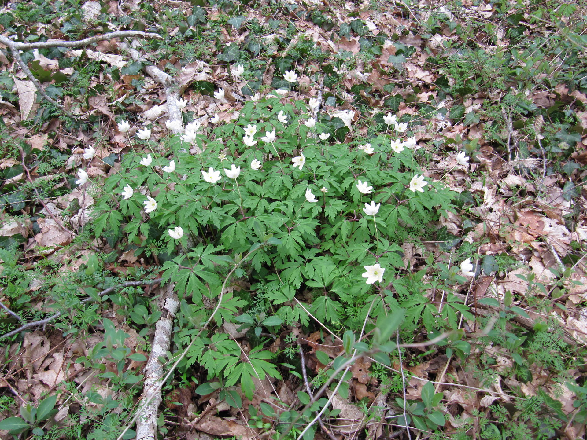 petite fleur planche, parfois rose, avec feuilles très découpées