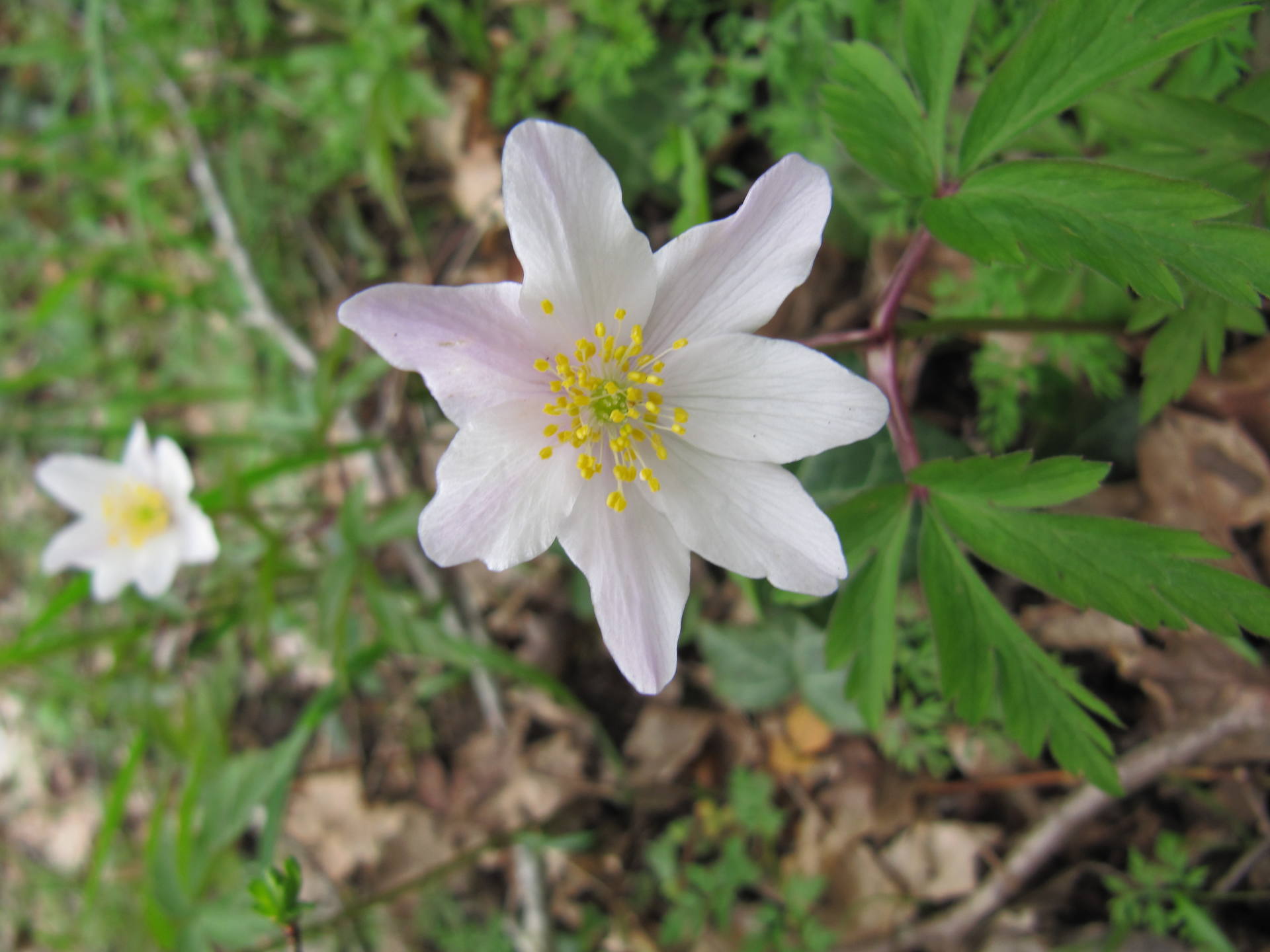 vue détail de la fleur de l'anémone sylvie, pétales légèrement rosés