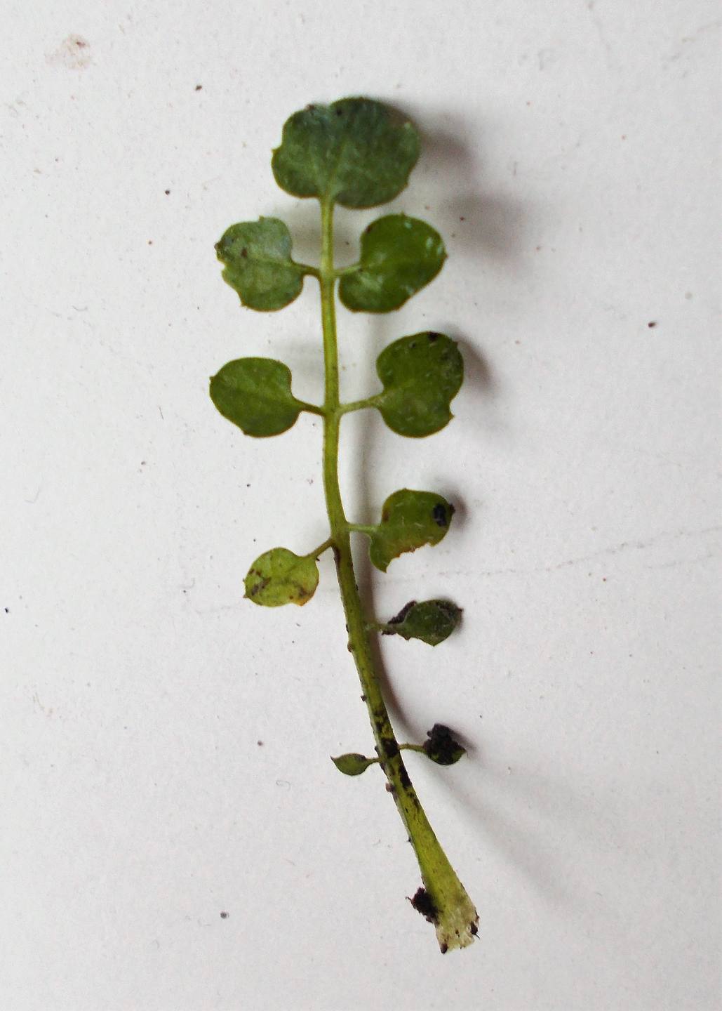 petite  plante dressée à partir d une rosette plate aux  feuilles composées de folioles arrondies fleurit en plusieurs hampes aux minuscules fleurs blanches
