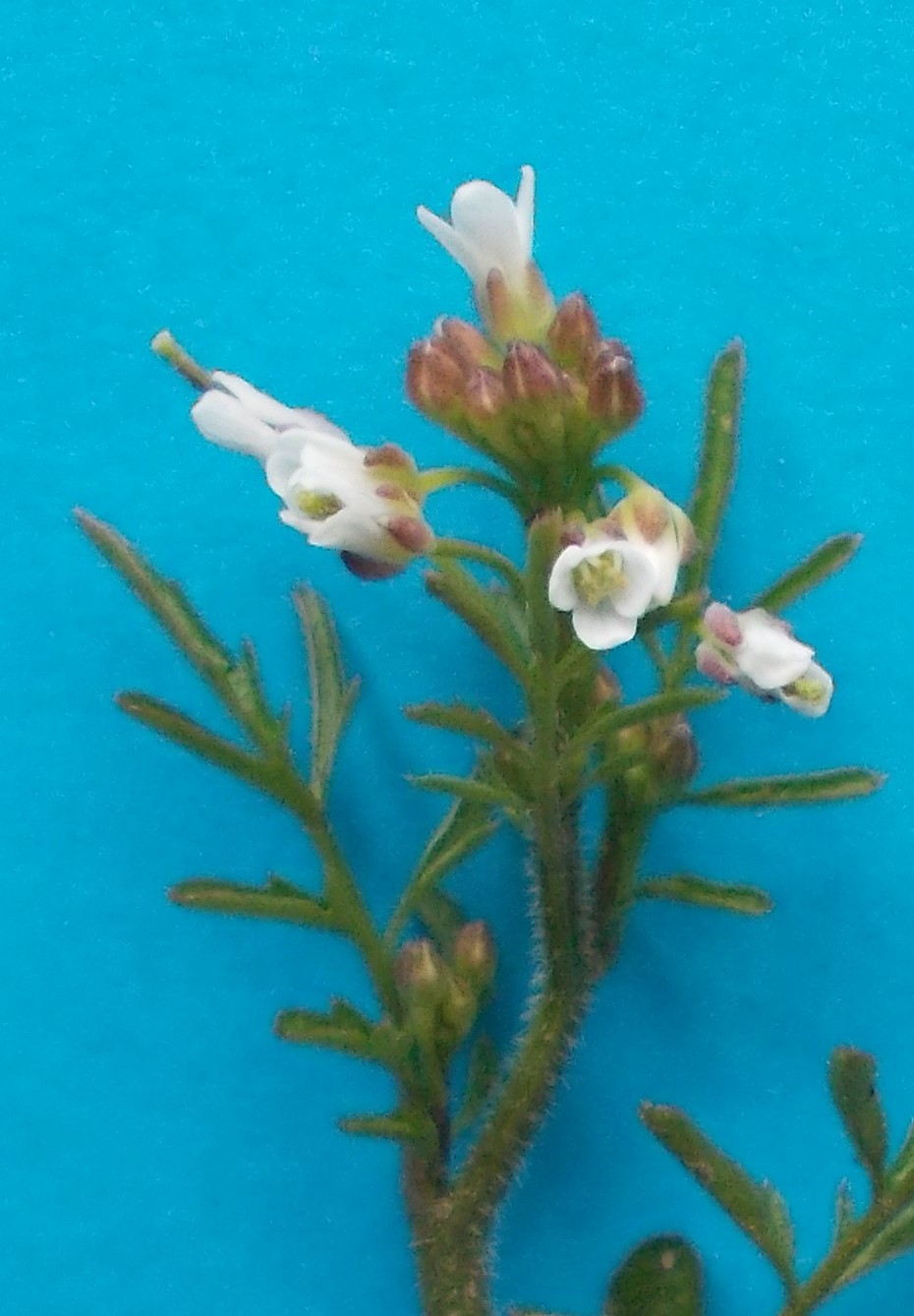 Fleurs de cardamine hirsute