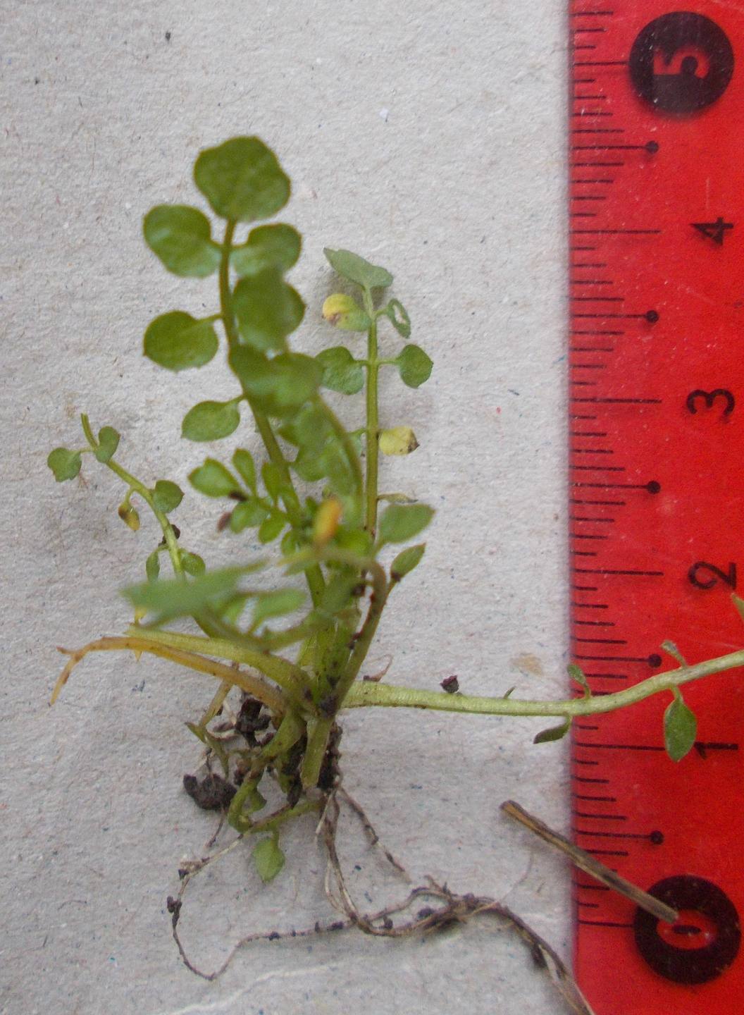 petite  plante dressée à partir d une rosette plate aux  feuilles composées de folioles arrondies fleurit en plusieurs hampes aux minuscules fleurs blanches