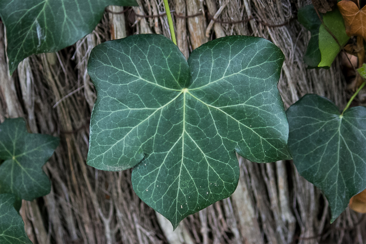 Photo d'une feuille de lierre commun.