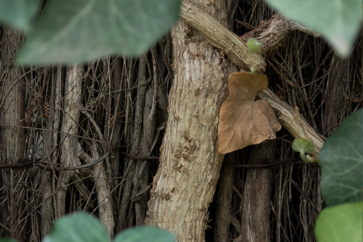 "Tronc" d'un lierre commun.