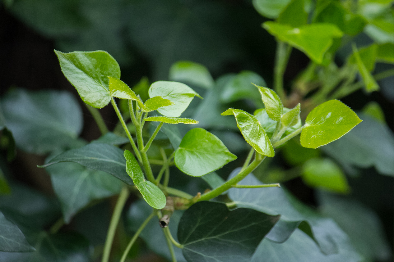 Jeune pousse d'un lierre commun.