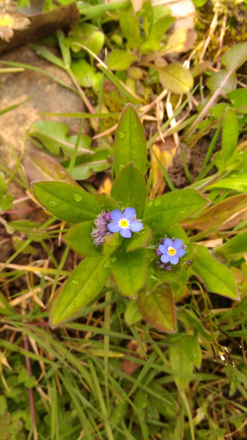 petites fleurs bleues en grappe, feuilles allongées légèrement poilues