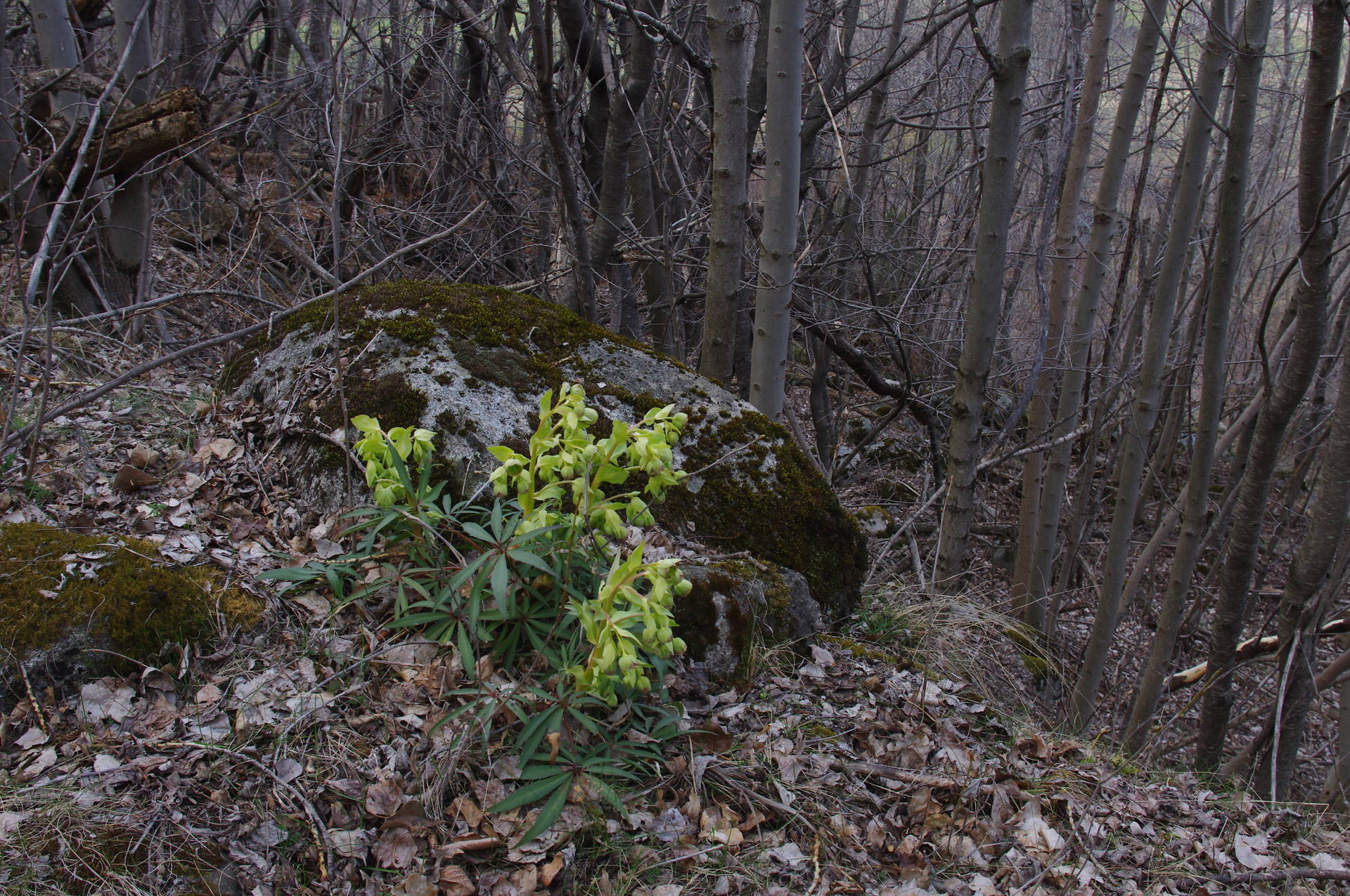 helleborus foetidus: sous bois de bouleaux et frênes