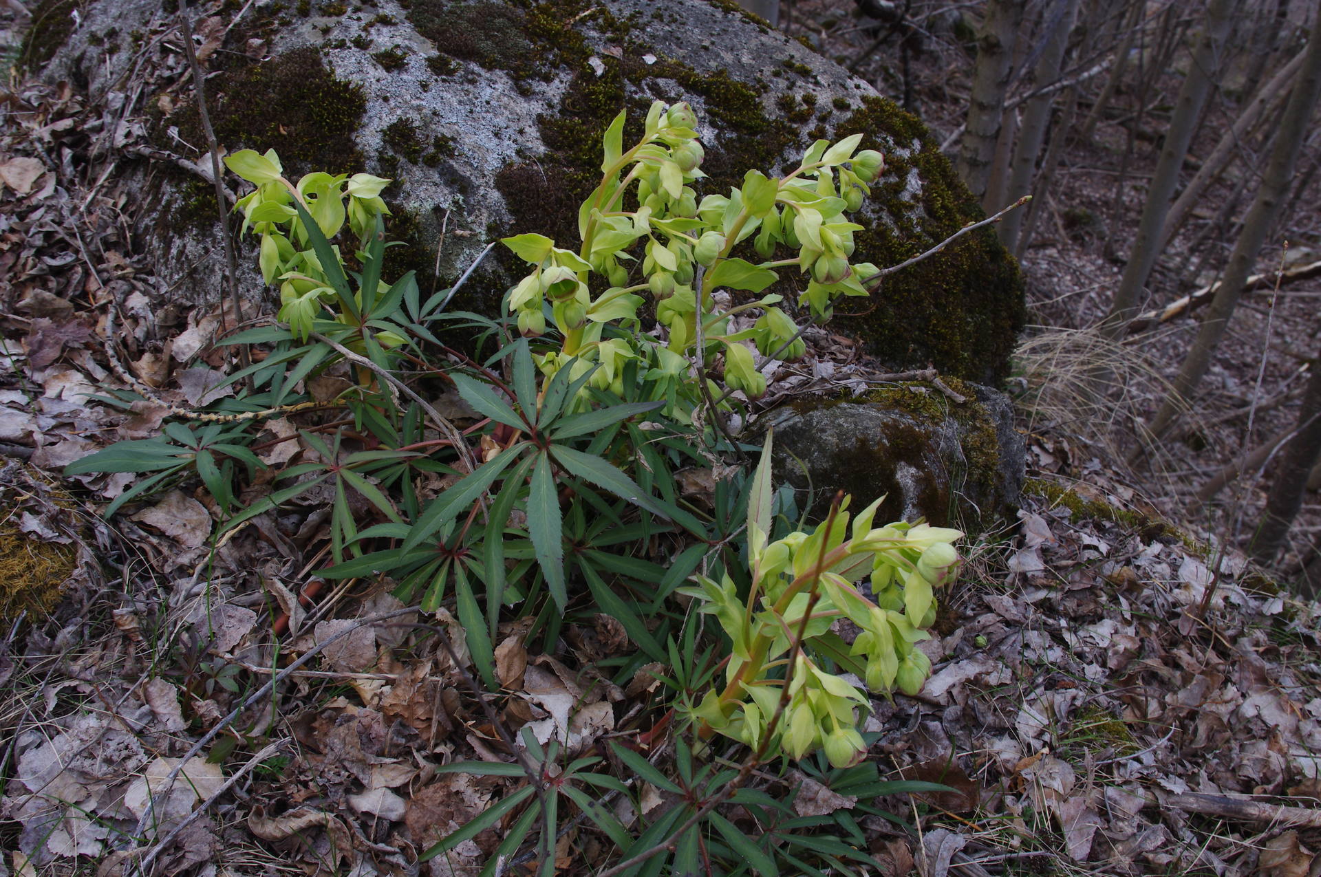 helleborus foetidus: la plante