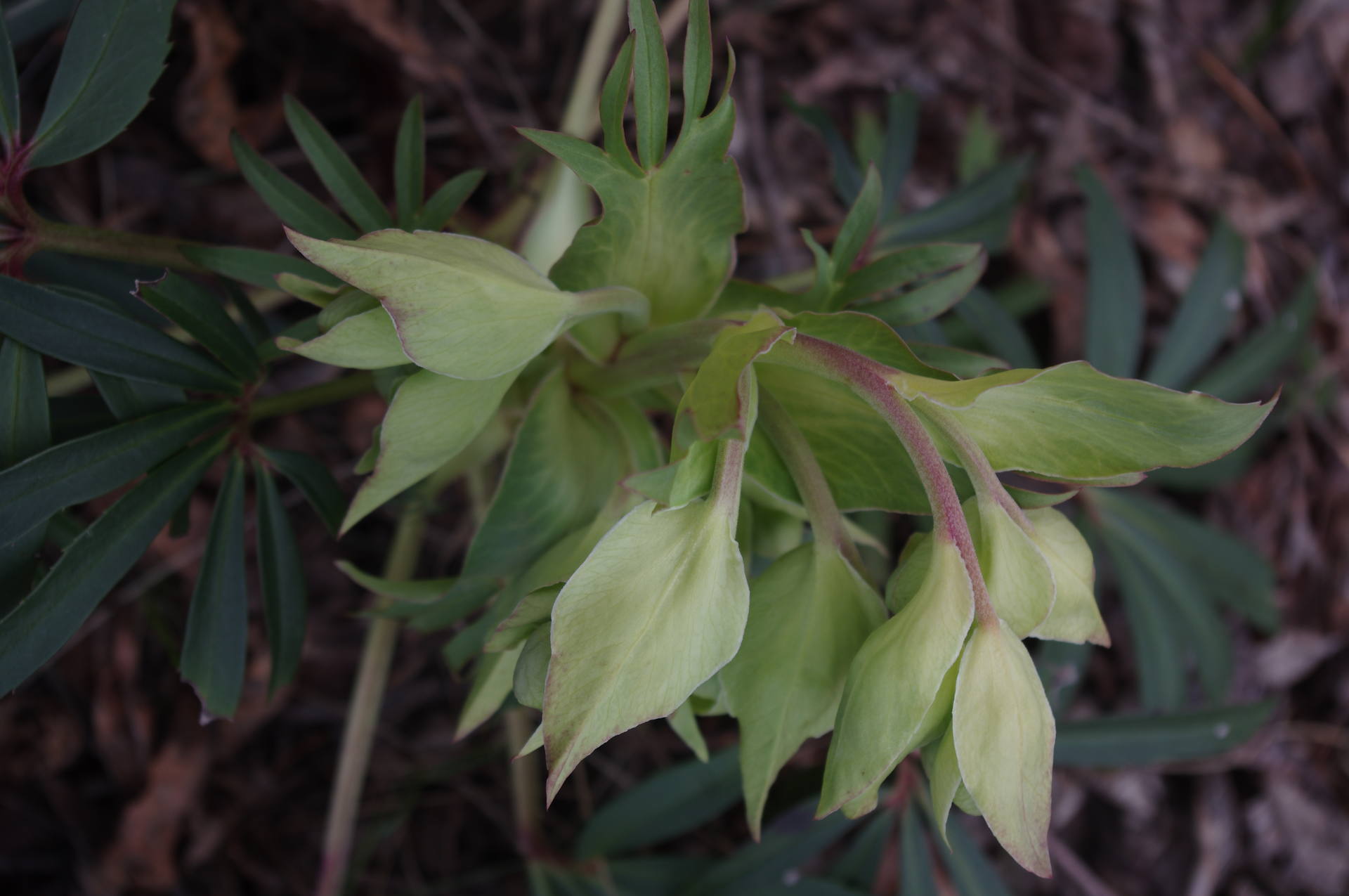 hellborus foetidus, inflorescence vue du dessus