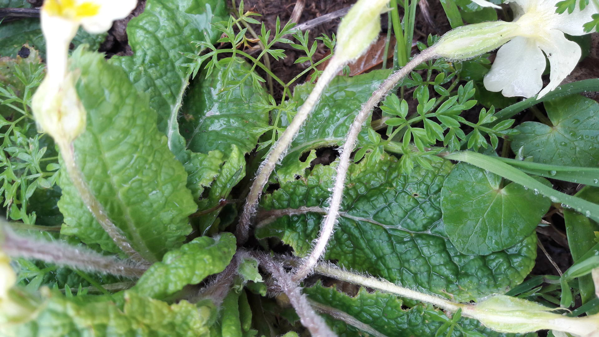 feuilles du centre d'un plant de primevère