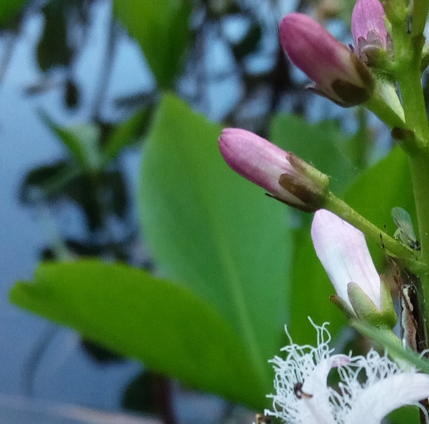 feuille et bourgeon florale