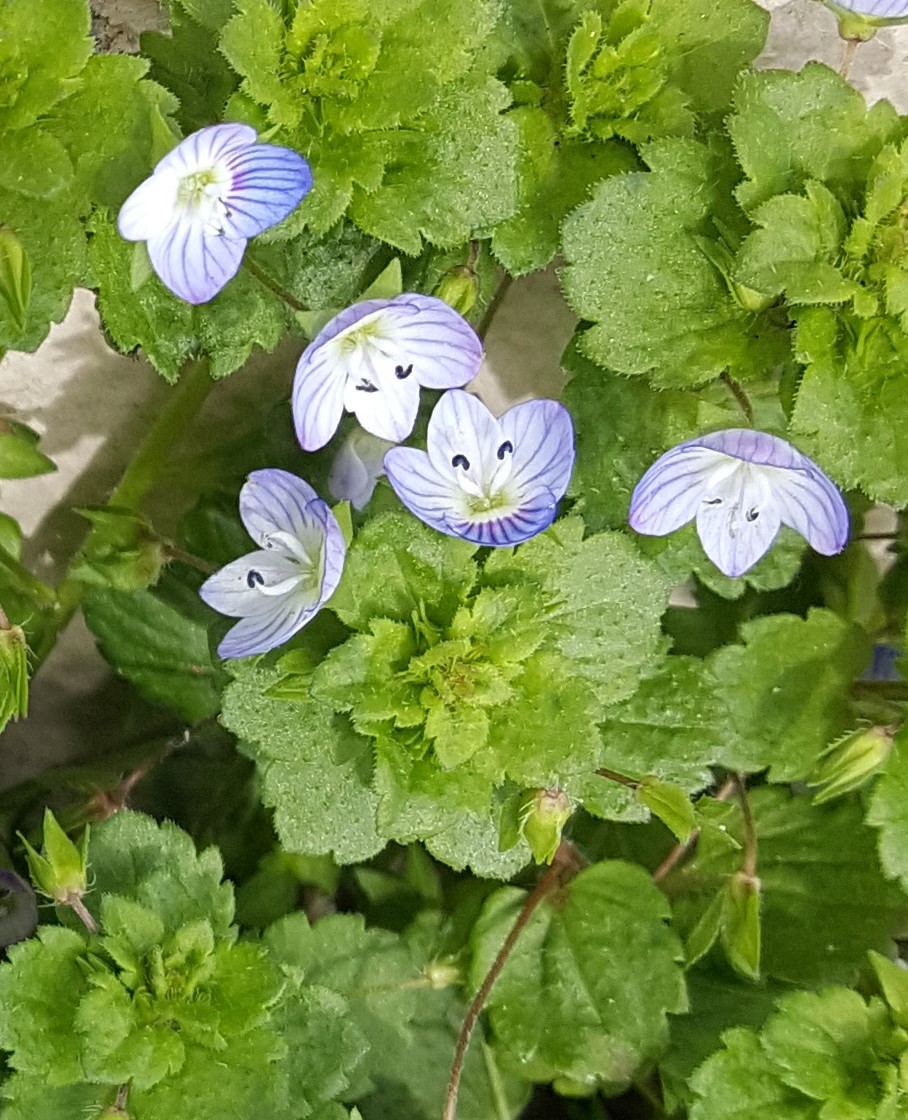 Plante sauvage poussant le long d'un mur.