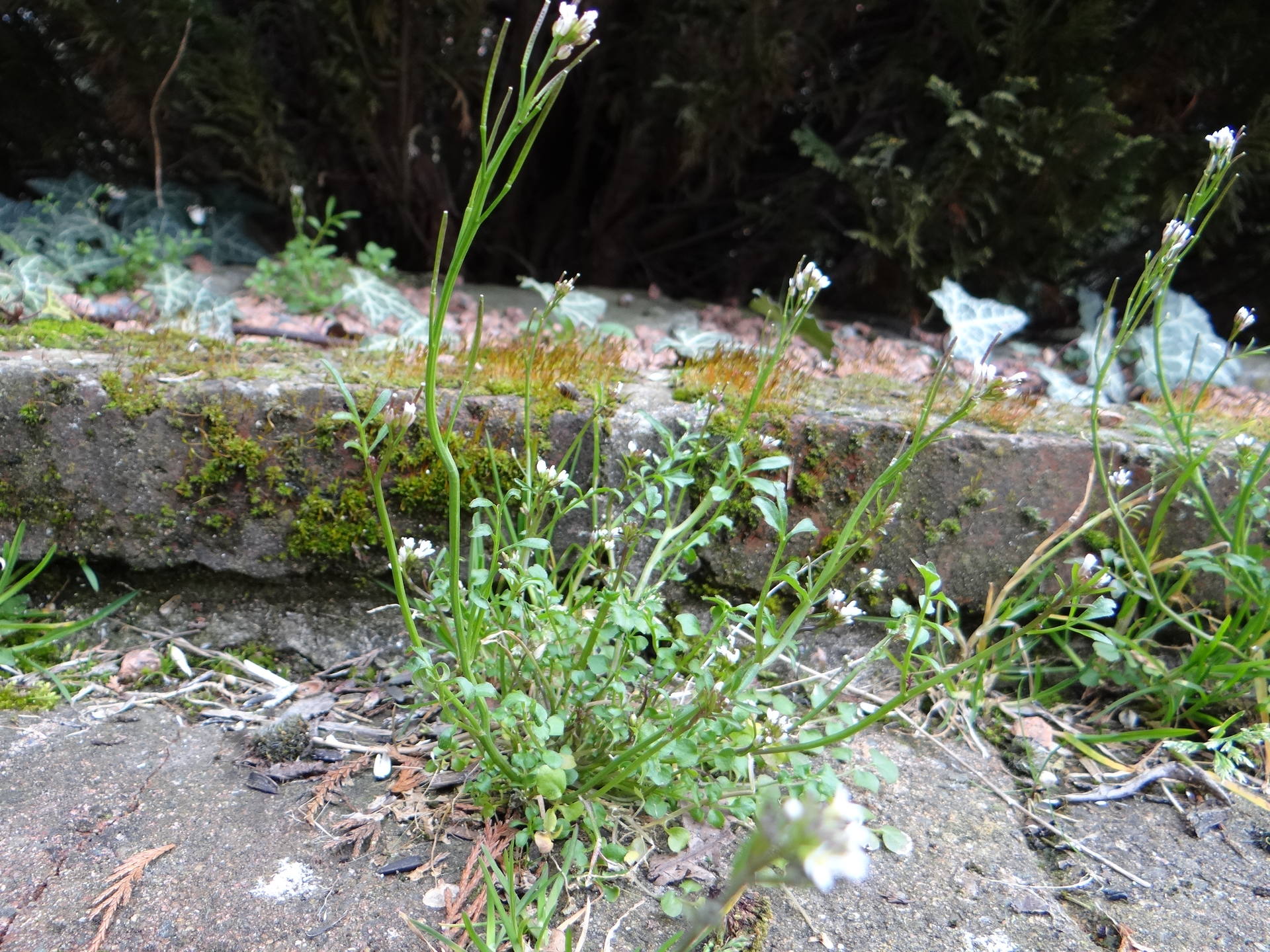petites fleurs blanches sur ma terrasse
