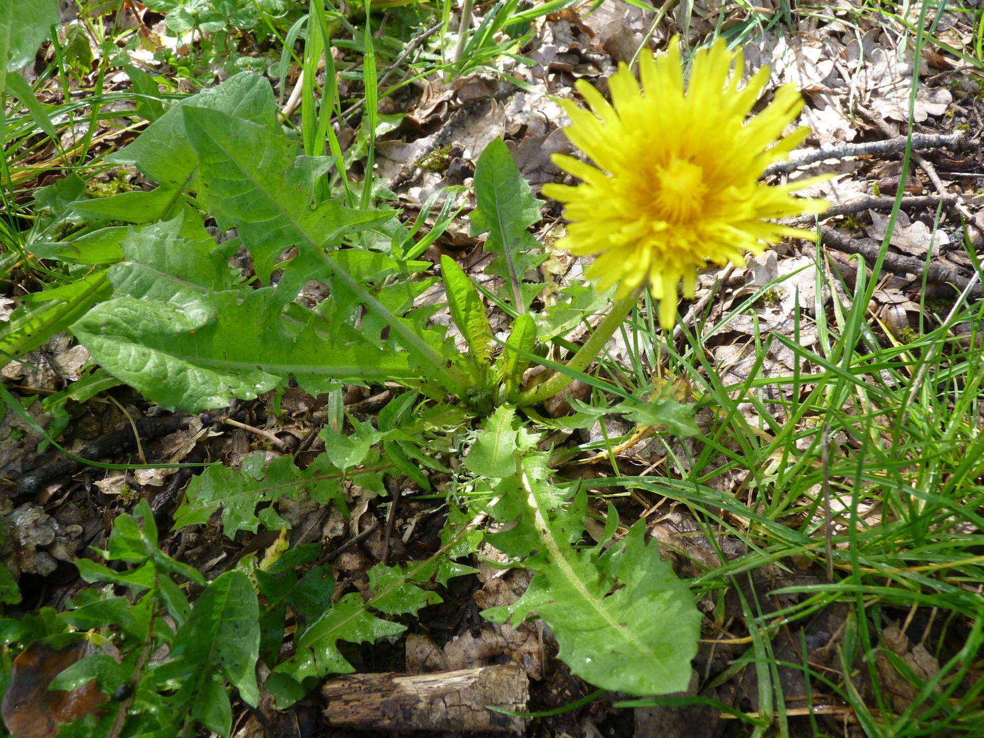 Serait-ce un pissenlit?