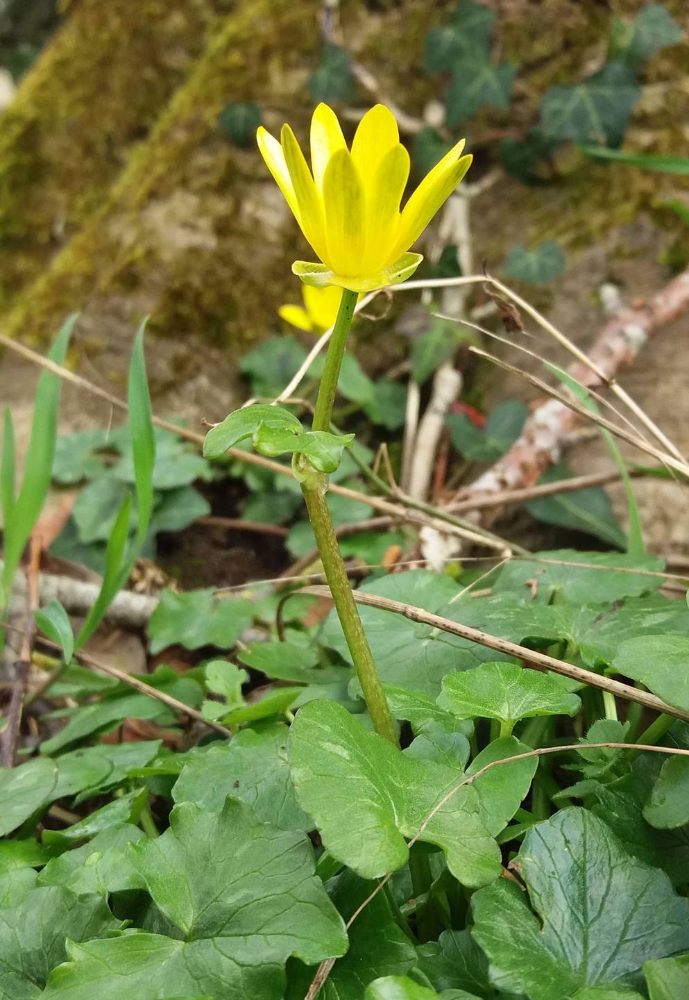 Ficaria verna vue profil