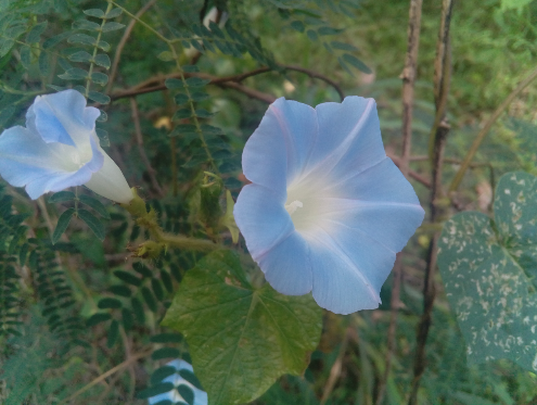 Ipomoea nil