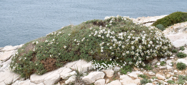 Astragale de Marseille en bord de mer