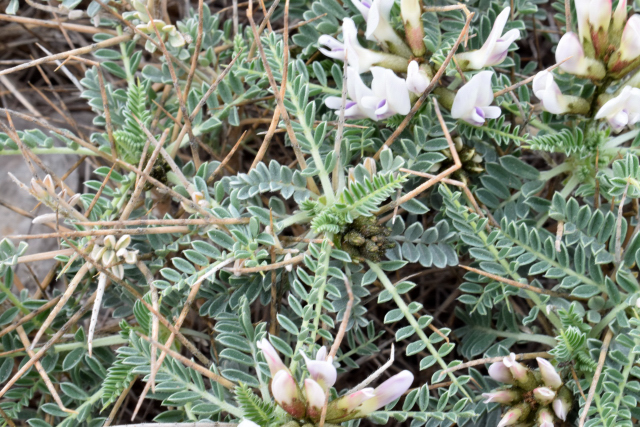 vue rapprochée des feuilles et des "aiguillons"