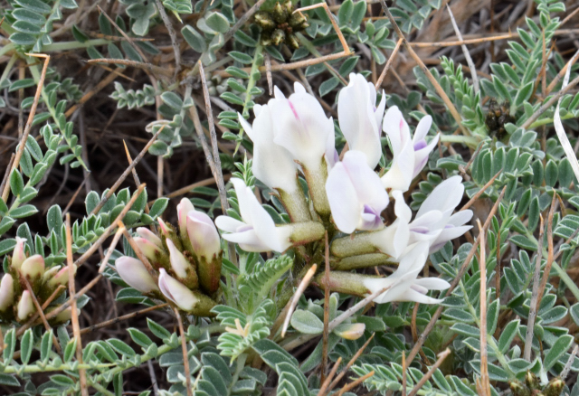 fleurs à paine ouvertes