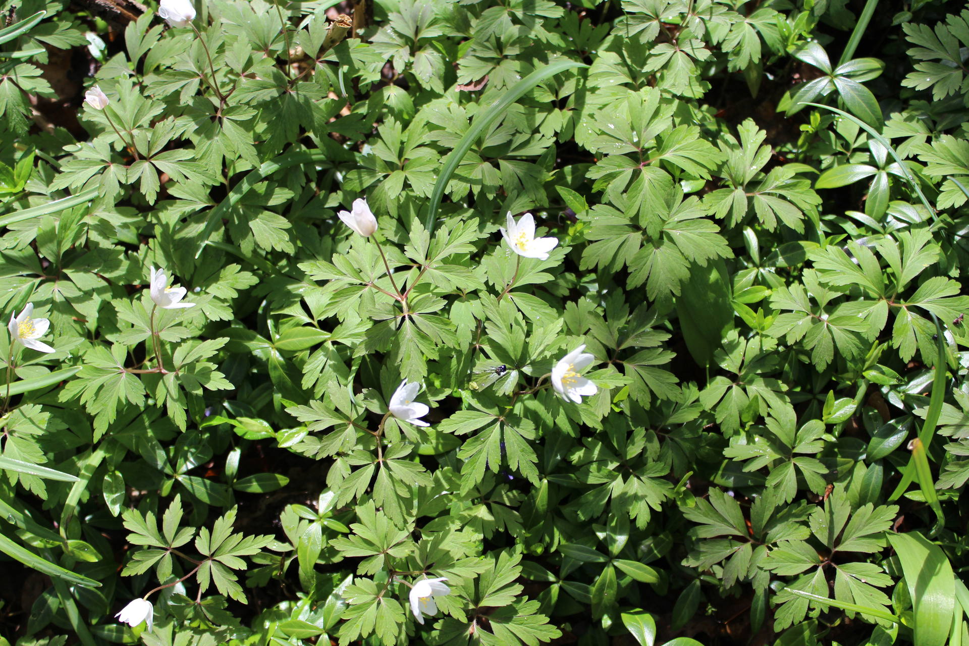 Vue d'ensemble de Anemone nemorosa