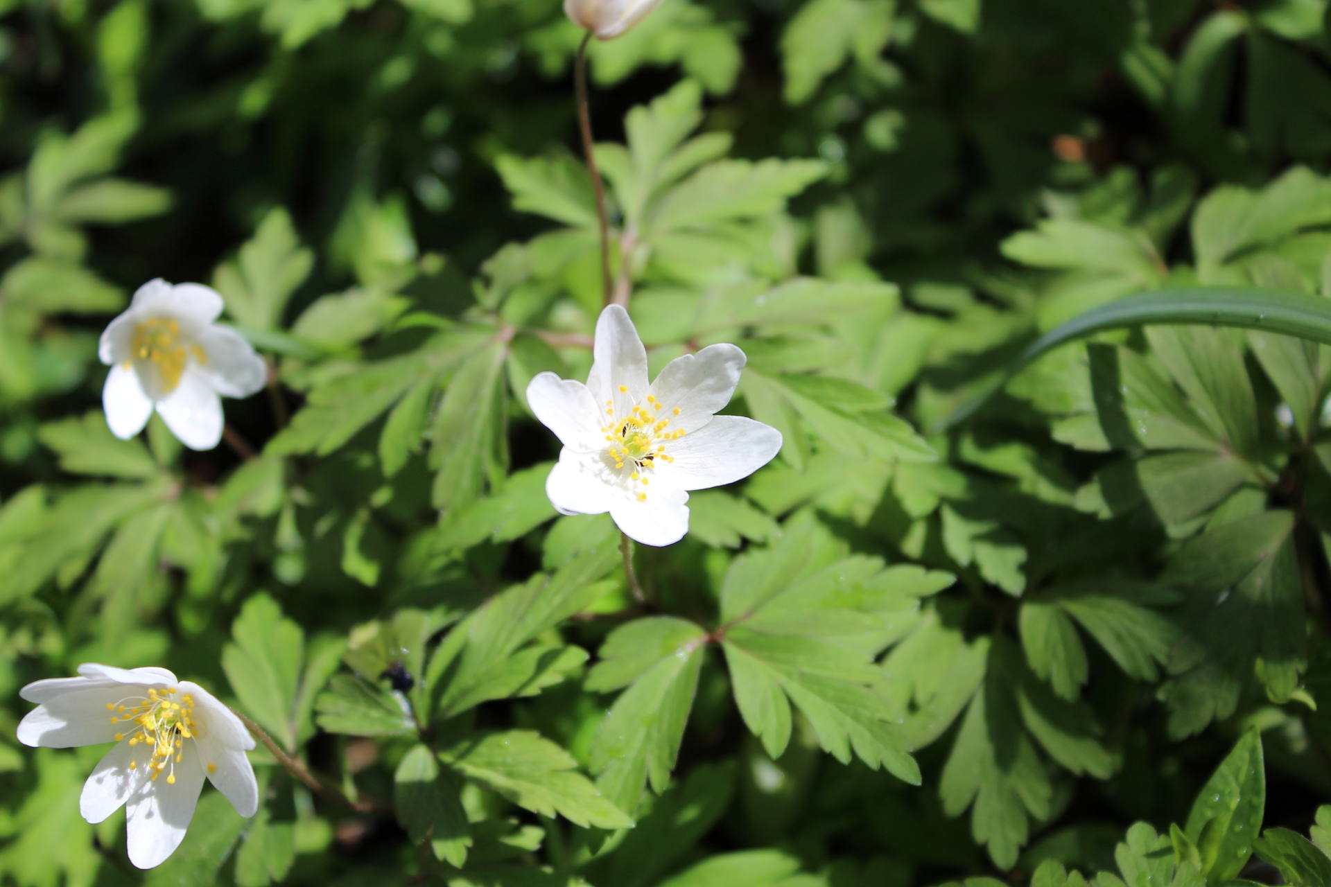 Fleur de Anmone nemorosa