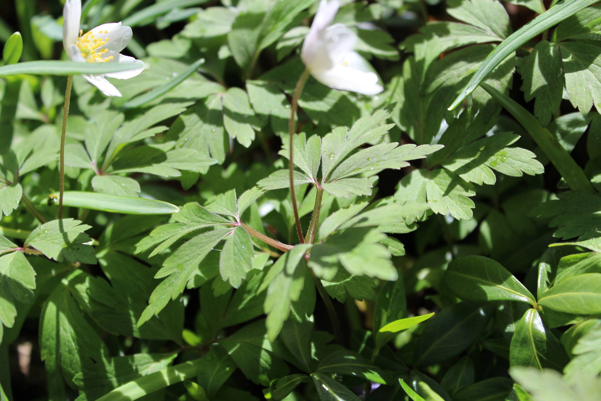 Feuilles d'Anemone nemorosa