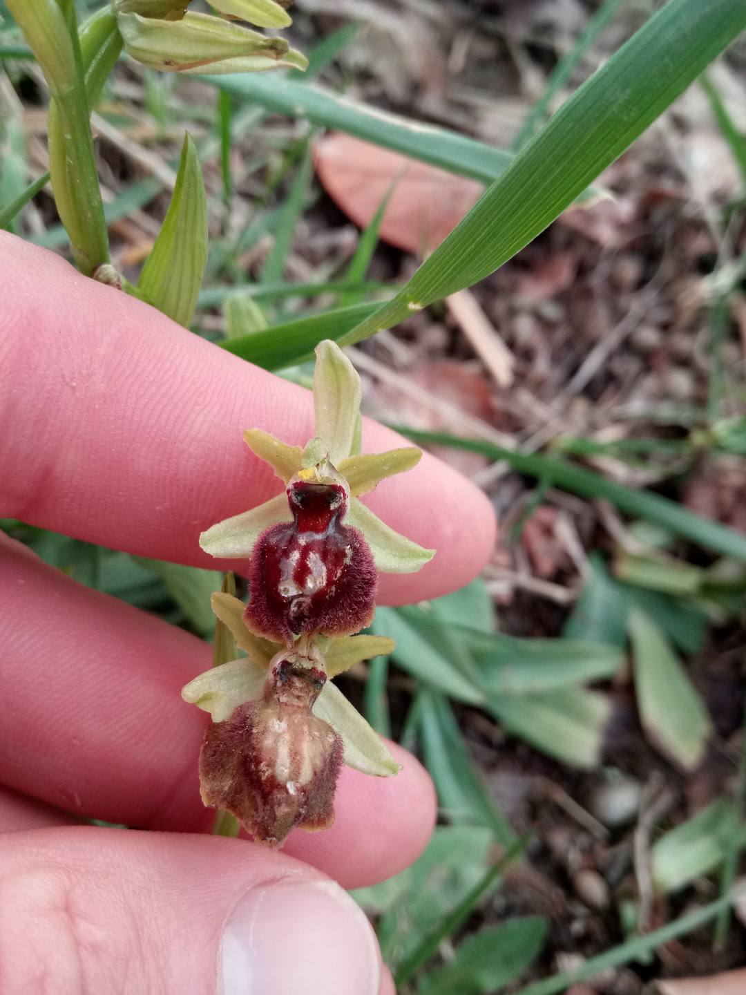 ophrys sp.